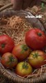 Comment récupérer et conserver ses graines de tomate ?