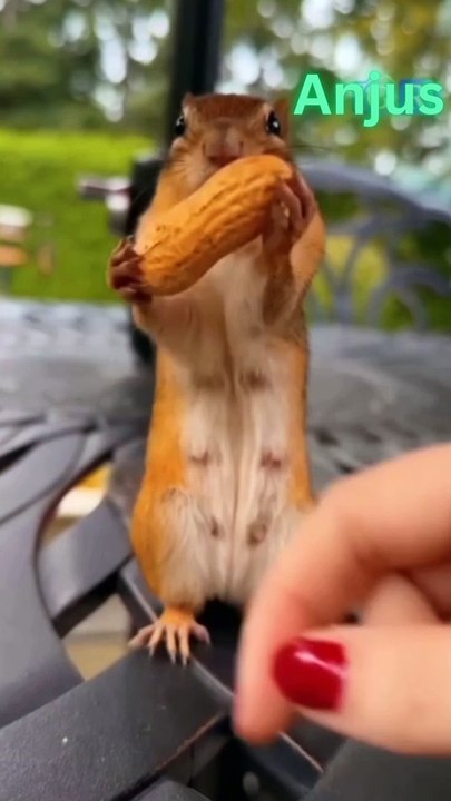 "Nature's tiniest problem solver, hard at work cracking that peanut shell!"