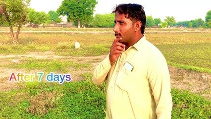 لالچ کا انجام: کسان کی بربادی