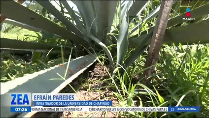 La Universidad Autónoma Chapingo implementa el proyecto "Maguey-Mezcal"