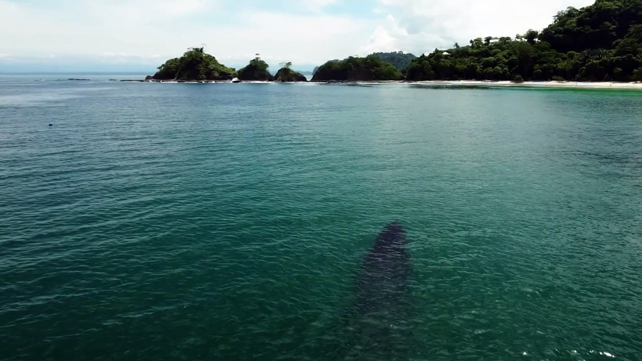 ext-ballenas-180624