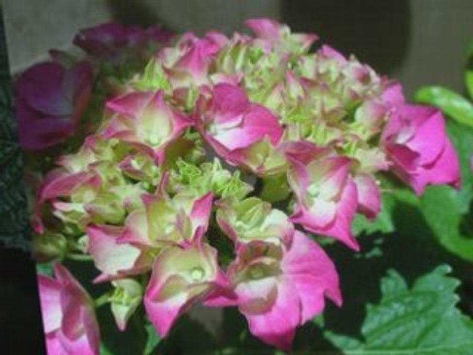 Les fleurs1