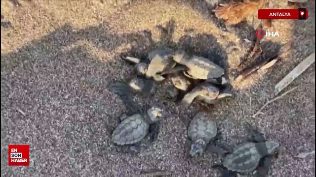 Alanya'da yavru caretta carettalar mavi sularla buluşmaya devam ediyor