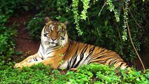 India Wildlife In 4K - Amazing Scenes Of India's Animals _ Scenic Relaxation Film