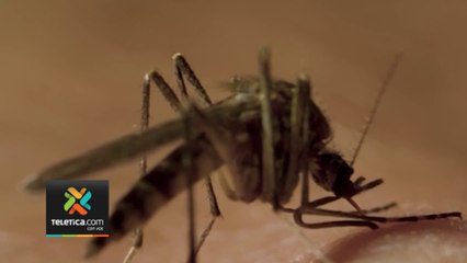 tn7-Costa Rica supera ya los 20 mil casos de dengue-190924