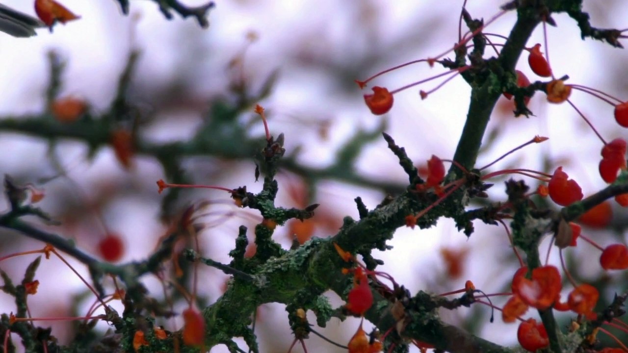 The Marsh Tit: Close Up HD Footage (Poecile palustris)