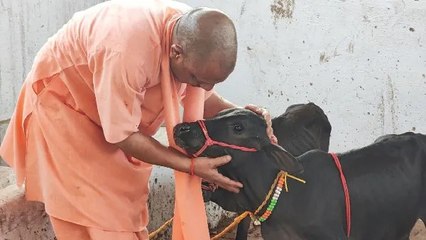 Gorakhpur News: देश की अति दुर्लभ नस्ल की गाय पुंगनूर गोरखनाथ मंदिर में, सीएम योगी ने किया दुलार