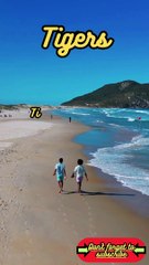 Animal Facts.   Tigers     #shorts