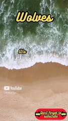 Animal Facts.   Wolves   #shorts