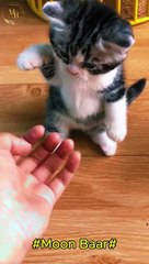 kitten video\Moon Baar