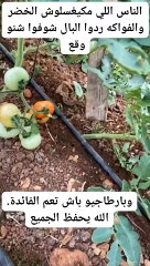 حذاري يجب غسل الخضر والفواكه