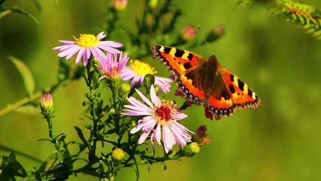 ✅Música bonita e relaxante para alívio da tensão- Música de meditação, música para dormir