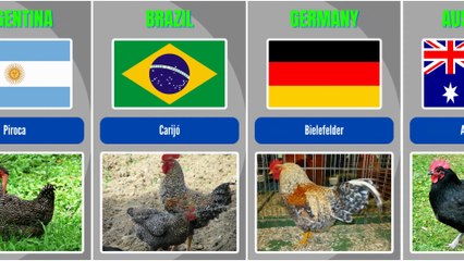 Different Country Breeds of Chickens