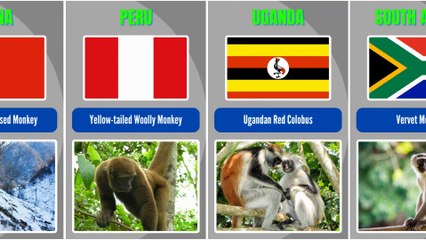 Different Country Breeds of Monkeys