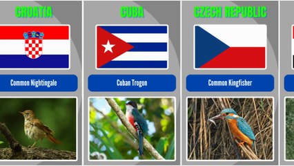 National Avian Species of Different Nations