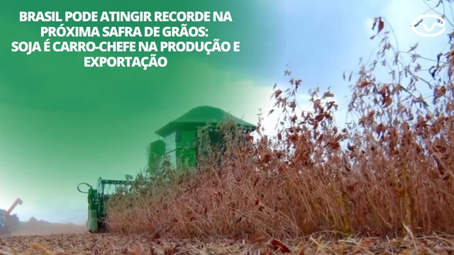 Brasil pode atingir recorde na próxima safra de grãos: soja é carro-chefe na produção e exportação