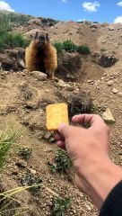 Marmot Eating Biscuits Carefully