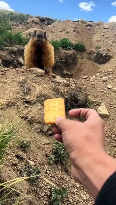 Marmot Eating Biscuits Carefully