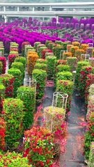 BEAUTIFUL COLOR FULL FLOWERS,,,