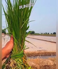Punjab dey culture Punjabi vlog gaon ka khoobsurat manzar