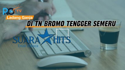 Petugas Gabungan TNI Polri Temukan Ladang Ganja di TN Bromo Tengger Semeru