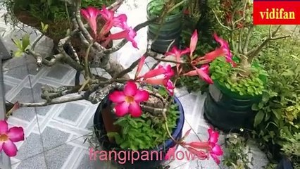 frangipani flowers - fleurs de frangipanier - फ्रांगीपैनी फूल - ດອກ​ກຸຫຼາບ - flores de frangipani - flores de frangipani - frangipani blomster -زهور البلوميريا - fiori di frangipane - Frangipani-Blüten - プルメリアの花 -