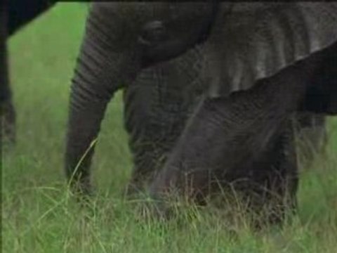 Une vie parmi les éléphants