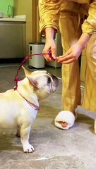 Funny Dog Moments That Will Make Your Day!  | Non-Stop Laughter