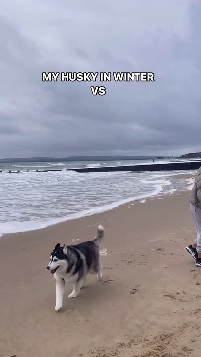 ofc i need some rest months too . . #trendingreels #trend #ukhusky #hkhusky #huskylove #husky #dog #doglovers #huskylove #huskymemes