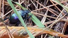 Geotrupidae  Vallombrosa Agosto 2021