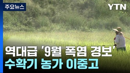 폭염에 해충까지 극성...수확기 농가 '이중고' / YTN
