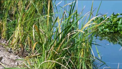 Liu Shui Tiao Tiao(2024)EP13