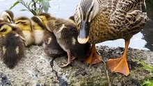 Not mom! Panic baby ducks.  Too brave kids too
