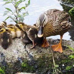 Not mom! Panic baby ducks.  Too brave kids too