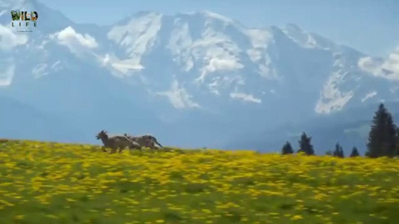 The real wolf journey | discovery plus video on wolf life | how to wolf ...