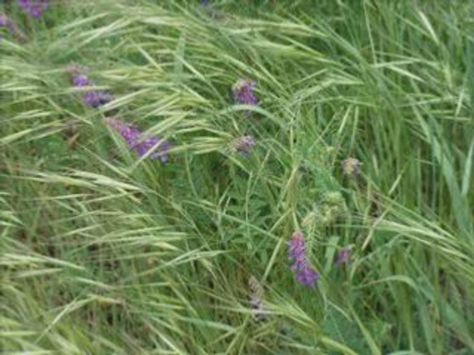 Le boulou 20042008