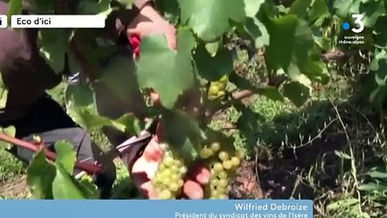 Des vendanges médiocres en Isère : "Jusqu'à 70% de pertes suivant les cépages"