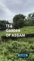 TEA GARDEN OF ASSAM