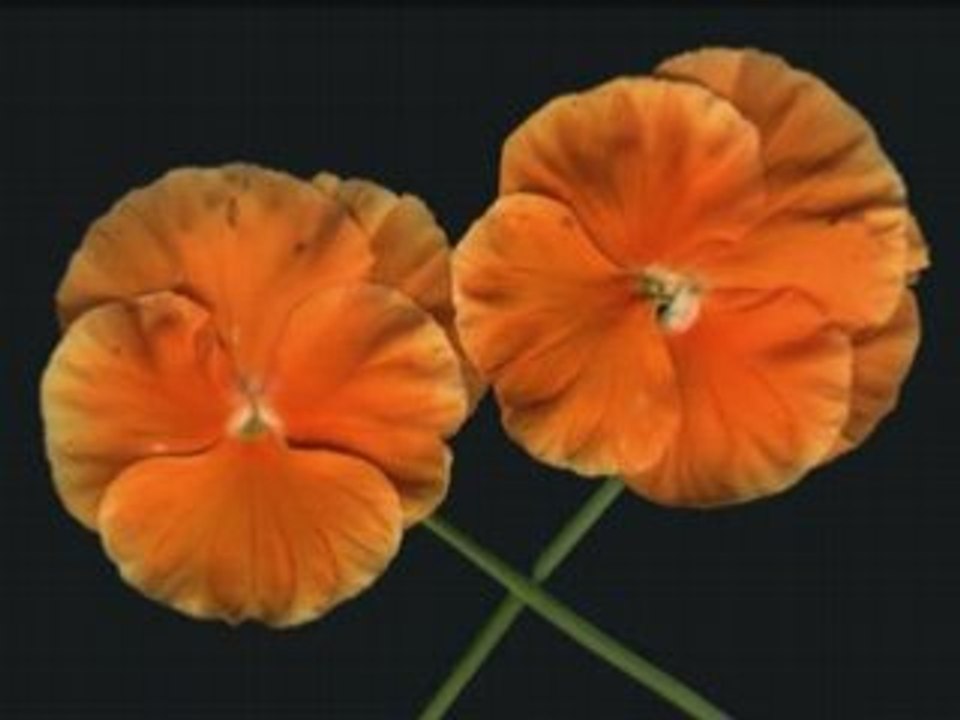 Les fleurs 2