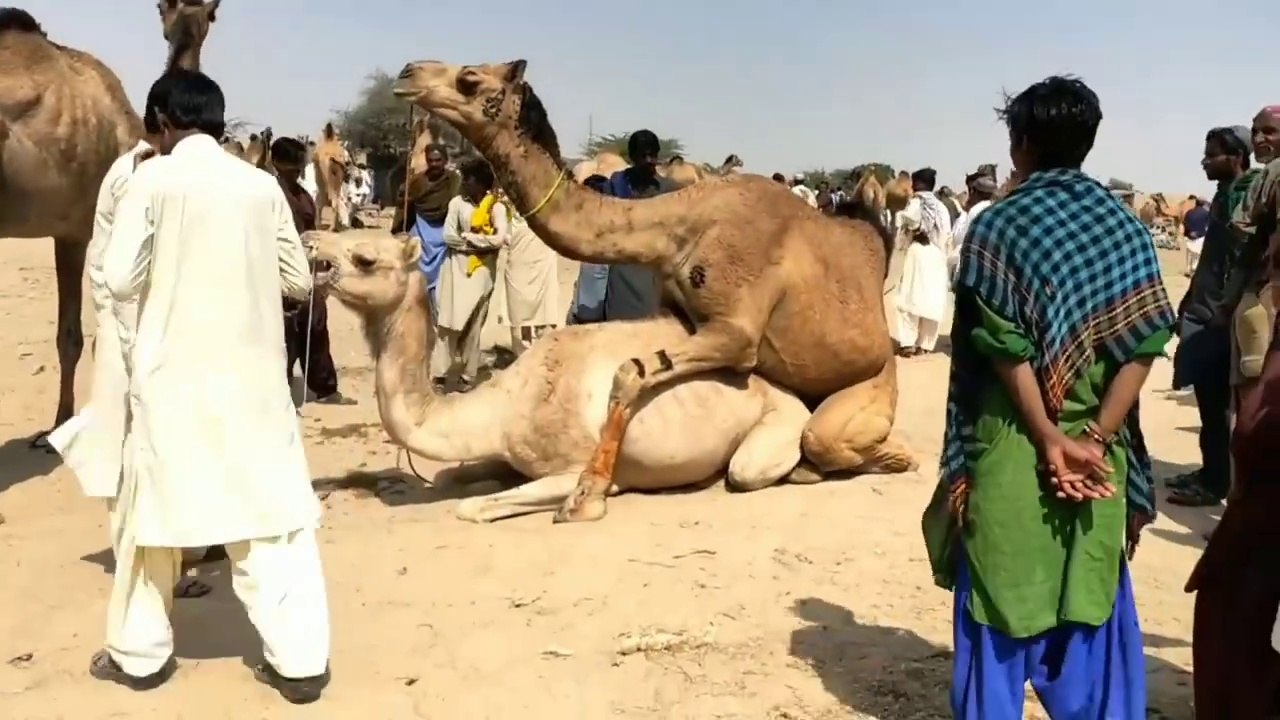Camel Mating Rituals  To Promote Animal Breeding And Quality Animals Assistant Director Wildlife