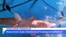 Researchers Collect Data on Endangered White-Spotted Guitarfish