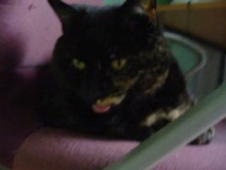 Chat fan des rolling stones