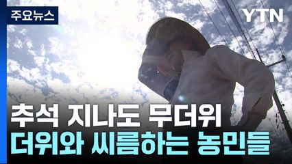 추석도 지났는데 '찜통 더위'...더위에 지친 농민들 / YTN