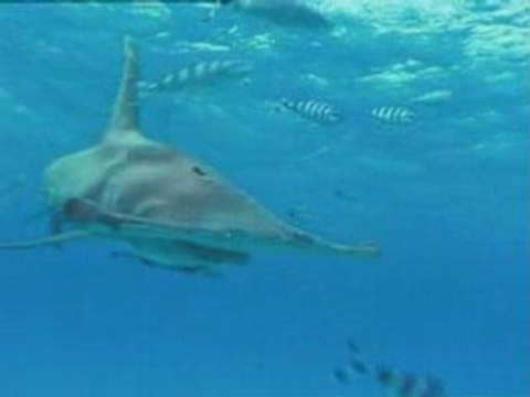 Surprenants Requins Marteaux