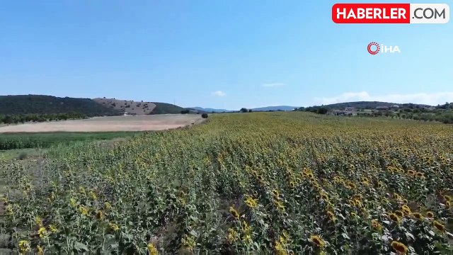 Bilecik'te Yağlık ve Çerezlik Ayçiçeği Hasadı Başladı