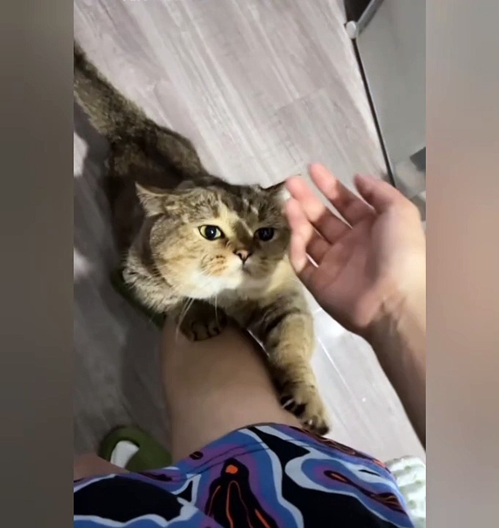 Funniest Animals | Cute Animal |