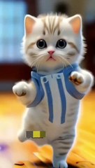 Cat dance Beautifull cat dance on beautifull song