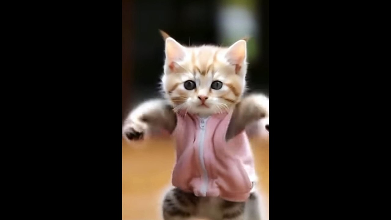 Bike Riding cat 