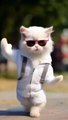 Cat dance Beautifull cat dance video /kids learning point