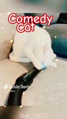 __Comedy__ #shorts #cute #comedy #cats  @Star_14672